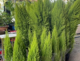 Cây Kiểng Cây Cảnh