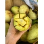 Xoài Tứ Quý Cần Giuộc Long An