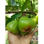 Mận đường sóc trăng , ngọt lim đây ah