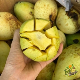 Xoài Tứ Quý Cần Giuộc Long An