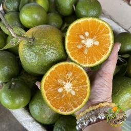 Cam Sành Ngọt Nước