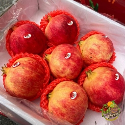 Lựu Sz 7 trai đo