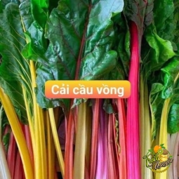 Cải câu vồng : 60k/ký 