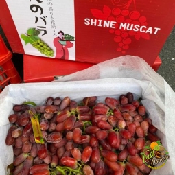 Nho đỏ Long Crimson ngon thiệt ngon