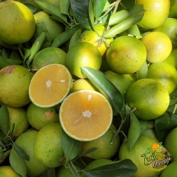 Cam Xoan Cần Giuộc Long An