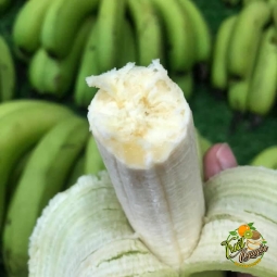 Chuối già Cần Giuộc