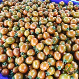 Cà Socola 65k/ky