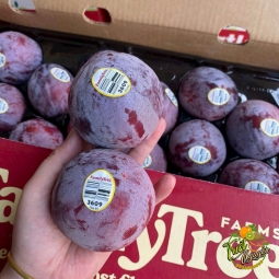 Mận Úc Cần Giuộc Long An trái to siêu ngon luôn 
