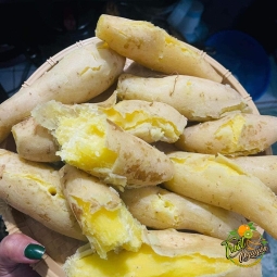 KHOAI SỮA TRẮNG - vườn Cần Giuoc Long An