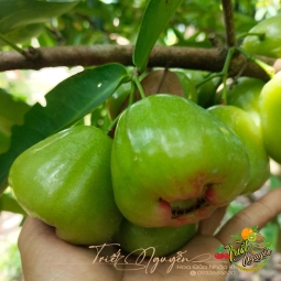Mận đường sóc trăng , ngọt lim đây ah