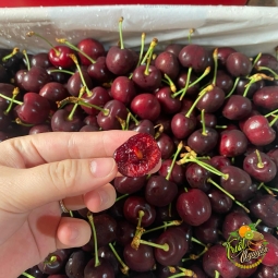 Cherry hill Uc ngọt ngon 