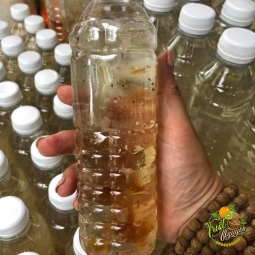 Mủ trôm cần giuộc long an