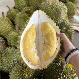 Sầu riêng ngon tại cần giuộc long an