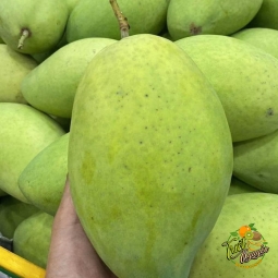 Xoài cát Hoà Lộc  75k/ký- 210k/3ky 