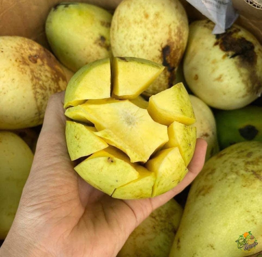Xoài Tứ Quý Cần Giuộc Long An