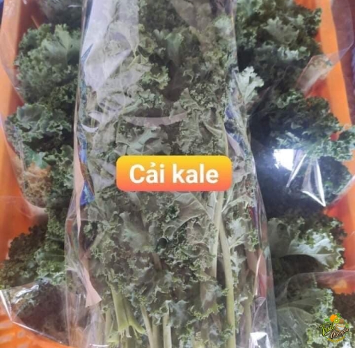 Cải kale 55k/ký 