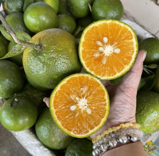 Cam Sành Ngọt Nước