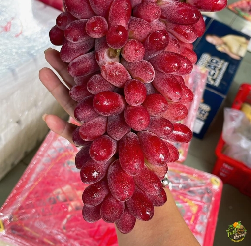 Nho Đỏ