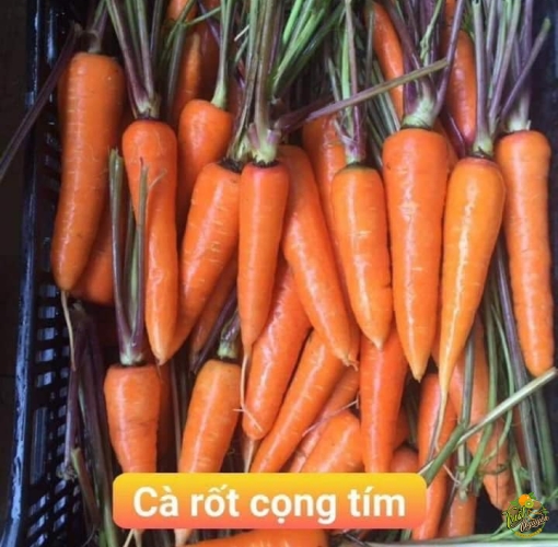 Rốt cọng Tim