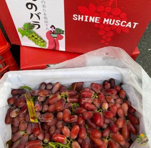 Nho đỏ Long Crimson ngon thiệt ngon