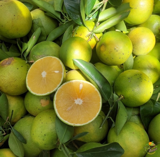 Cam Xoan Cần Giuộc Long An