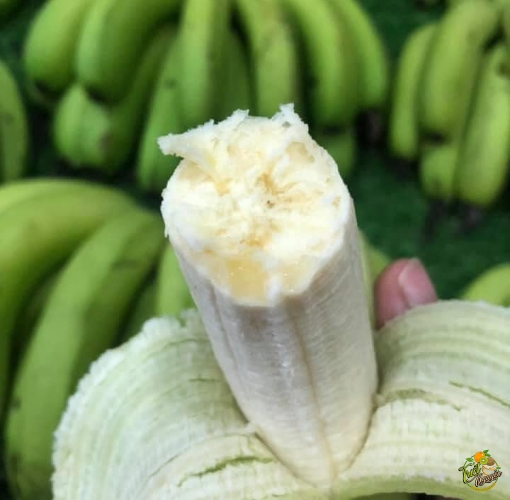 Chuối già Cần Giuộc