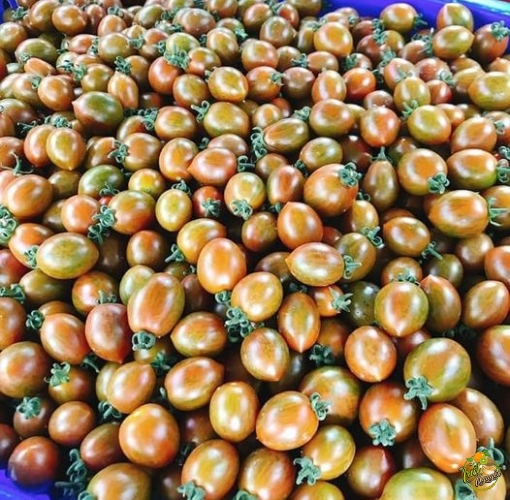 Cà Socola 65k/ky