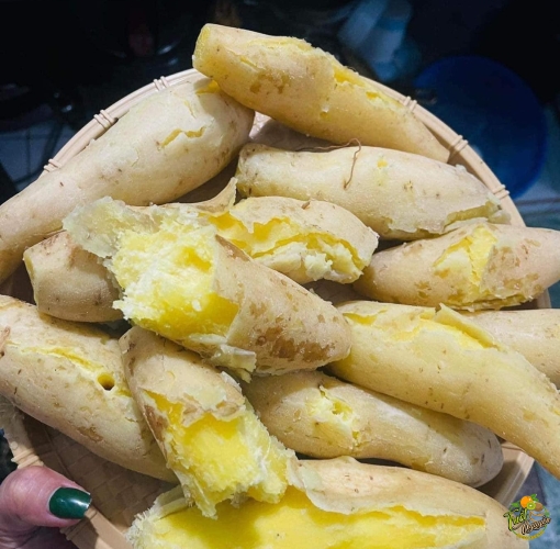KHOAI SỮA TRẮNG - vườn Cần Giuoc Long An