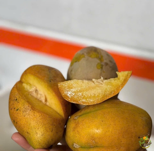 Cóc chín khỏi chê