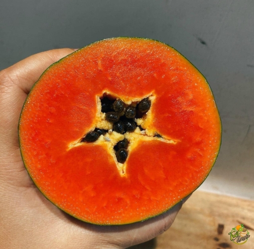 Đu đủ Thái, da xanh ruột đỏ, chuẩn organic
