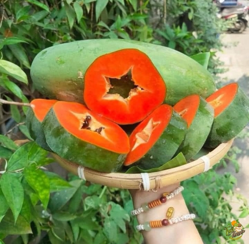 Đu đủ Thái, da xanh ruột đỏ, chuẩn organic