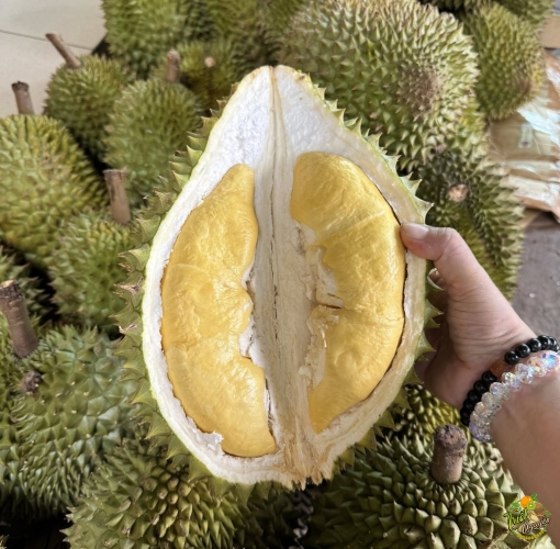 Sầu riêng ngon tại cần giuộc long an
