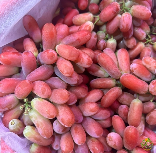 Nho đỏ hàng chọn trái đỏ chót giòn ngọt 