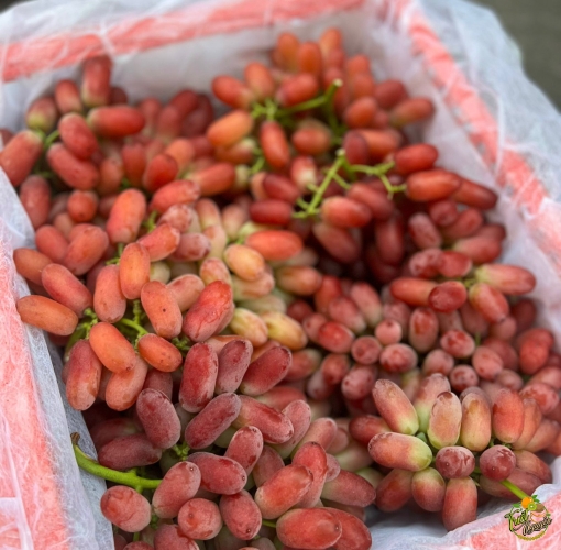 Nho đỏ hàng chọn trái đỏ chót giòn ngọt 