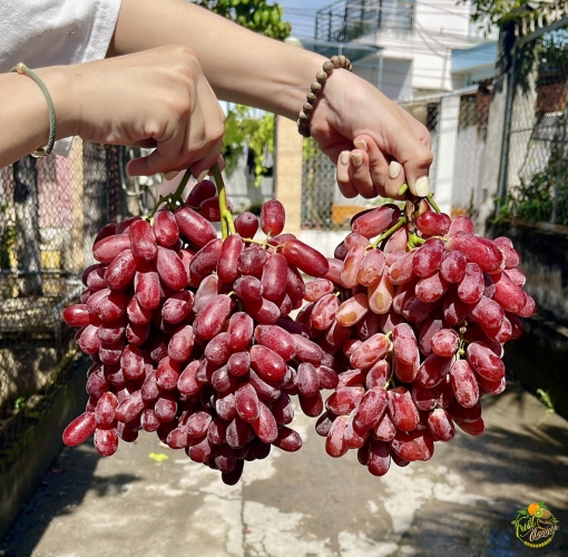 Nho đỏ hàng chọn trái đỏ chót giòn ngọt 